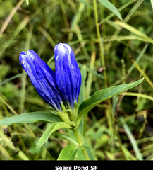 Gentiana linearis