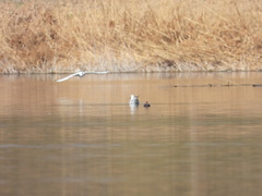 Chroicocephalus ridibundus