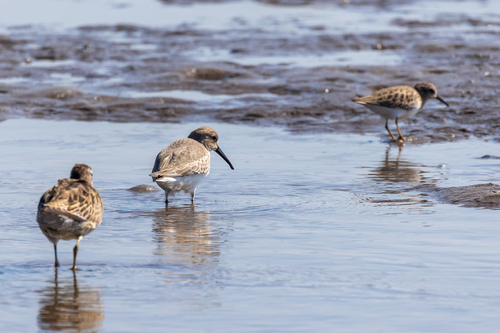 iNaturalist observation photo of Dunlin