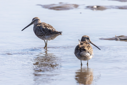 iNaturalist observation photo of Short-billed Dowitcher