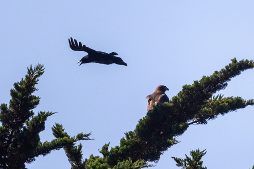 iNaturalist observation photo of Red-tailed Hawk
