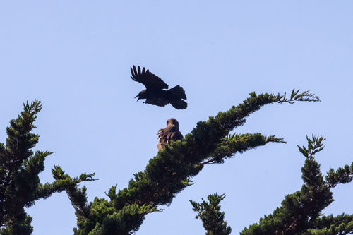 iNaturalist observation photo of American Crow
