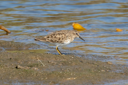 iNaturalist observation photo of Least Sandpiper