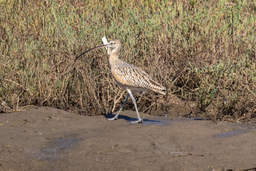 iNaturalist observation photo of Long-billed Curlew