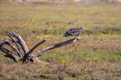 iNaturalist observation photo of Turkey Vulture