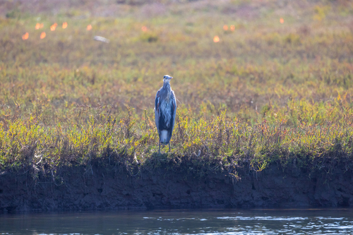 iNaturalist observation photo of Great Blue Heron