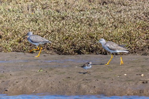iNaturalist observation photo of Greater Yellowlegs