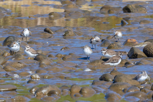 iNaturalist observation photo of Semipalmated Plover