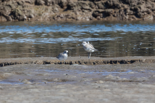 iNaturalist observation photo of Black-bellied Plover