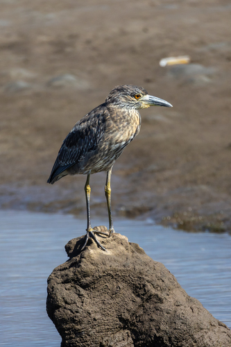 iNaturalist observation photo of Yellow-crowned Night Heron