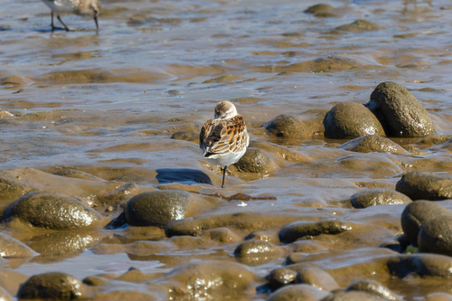 iNaturalist observation photo of Western Sandpiper