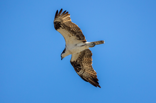 iNaturalist observation photo of Osprey