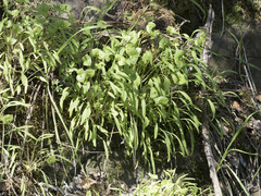 Claytonia parviflora
