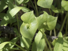 Claytonia parviflora