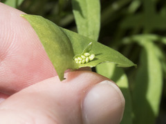 Claytonia parviflora