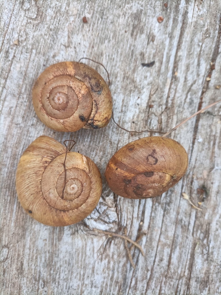 Zonites caricus from ΔΗΜΟΣ ΜΕΓΙΣΤΗΣ, 851 11, Greece on September 27 ...