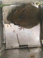 Oligoryzomys andinus