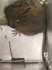 Oligoryzomys andinus