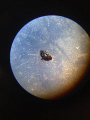 Halticini