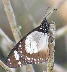 Amauris ochlea ochlea