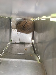 Oligoryzomys andinus