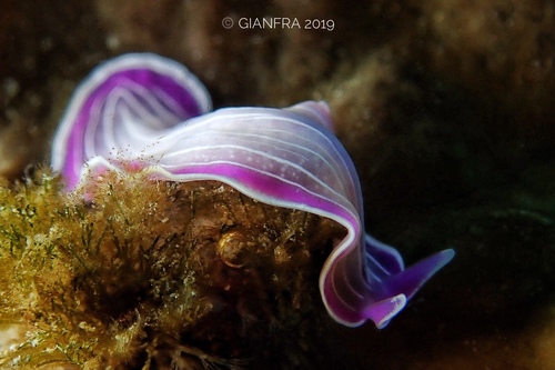 Pink Flatworm, Golfo di Taranto, , Puglia, IT, photo 4 of 10