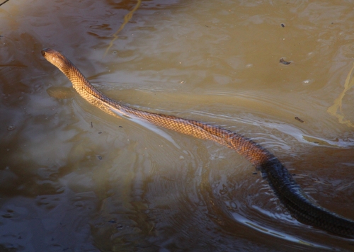 Eastern Brown Snake sighting