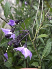 Solanum umbelliferum