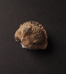 Phacops