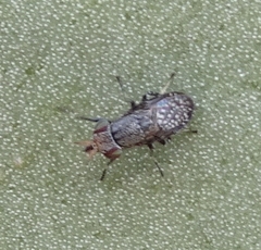 Stictomyia longicornis
