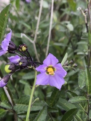 Solanum umbelliferum