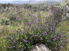 Solanum umbelliferum