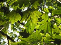 Acer velutinum (Acer velutinum)