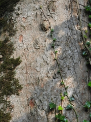Acer velutinum, photograph (c) Emad Tahaei, some rights reserved (CC BY)