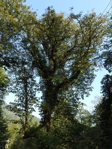 Acer velutinum, photograph 3