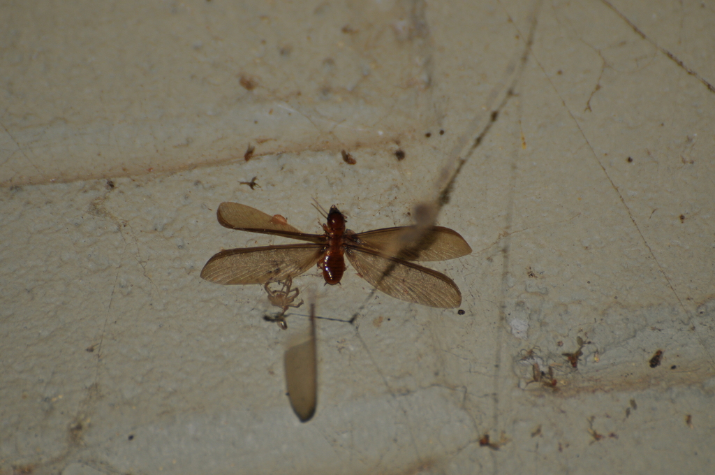 Zootermopsis Neotonic Zootermopsis from Cal Poly, SLO, CA, US on October 18, 2023 at 09:03 PM ...