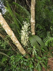 Sansevieria concinna