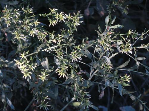 Image of Baccharis salicina by no rights reserved