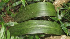 Sansevieria concinna