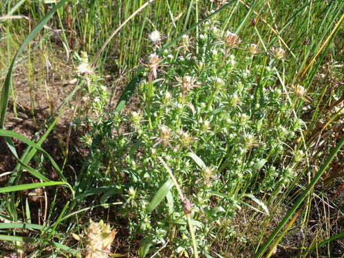 Symphyotrichum laurentianum
