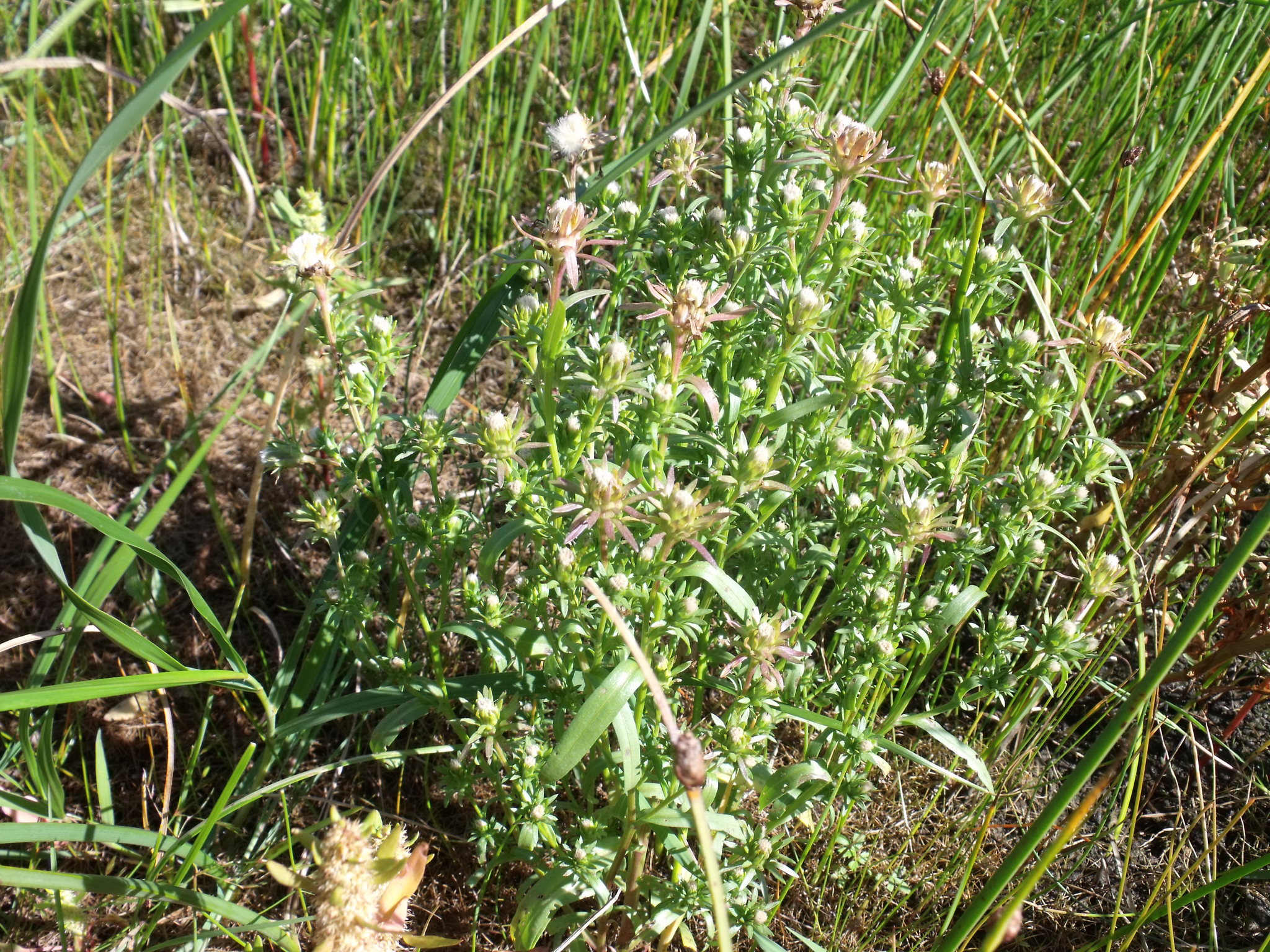 Symphyotrichum laurentianum