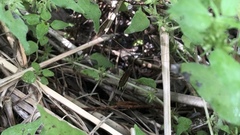 Brachypremna dispellens