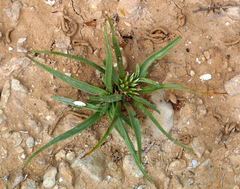 Gymnarrhena micrantha