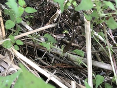 Brachypremna dispellens