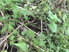 Brachypremna dispellens