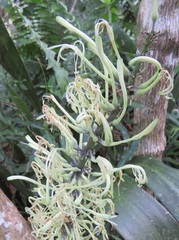 Sansevieria concinna