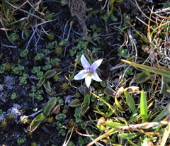 Lobelia oligophylla