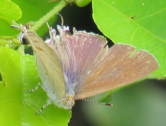 Hypolycaena philippus philippus