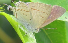 Hypolycaena philippus philippus