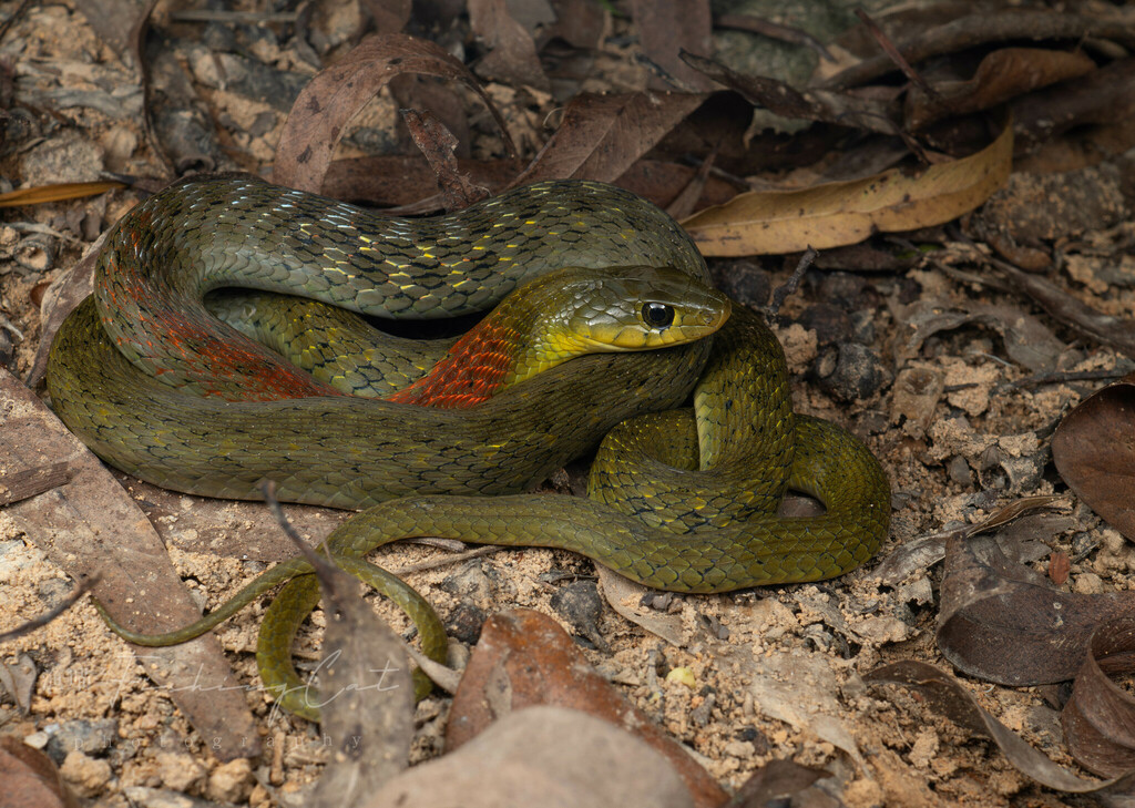 Heller's Red-necked Keelback from 中国福建省厦门市海沧区 on October 13, 2023 at 08 ...